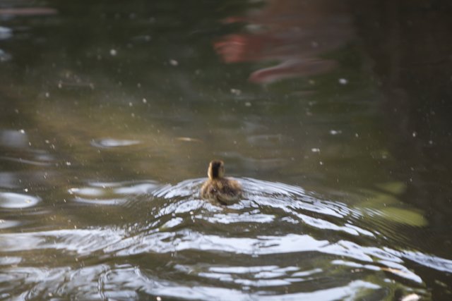 Splashing Duck