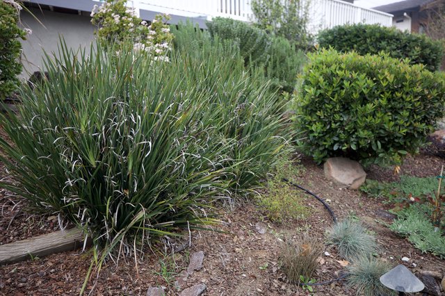 Overgrown Ornamental Grasses in Suburban Garden Setting