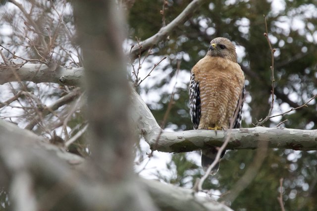 Red-shouldered Hawk Perched on Winter Branch