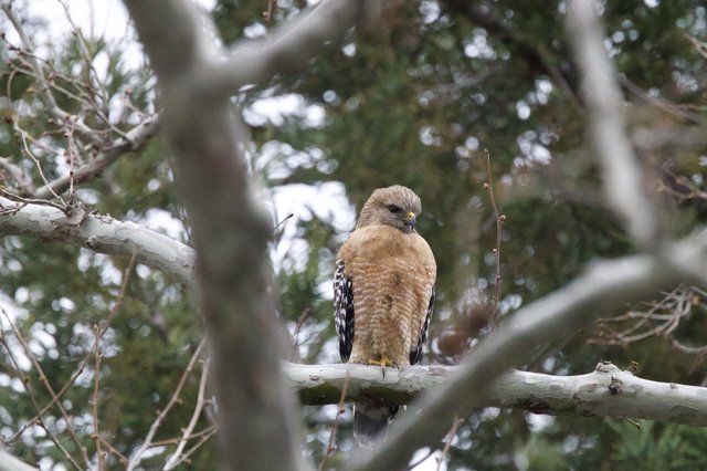 Red-Shouldered Hawk Perched on Birch Branch in Winter