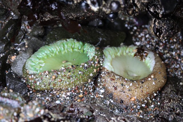 Giant Green Anemones Resting in Tidal Pool Rocky Shore