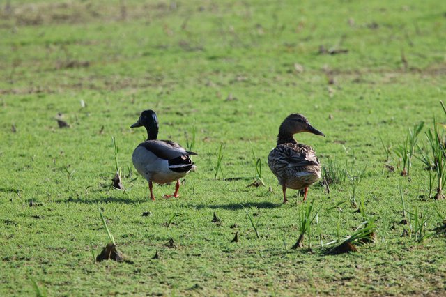 Pair of Ducks in Grassy Wetland Habitat