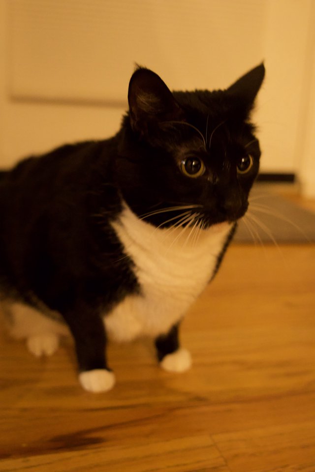 Alert Tuxedo Cat with Wide Eyes on Hardwood Floor