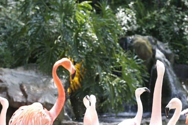 Flamingos in Wonderland