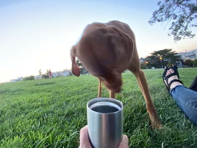 Pup Enjoying a Refreshing Beverage on a Sunny Day