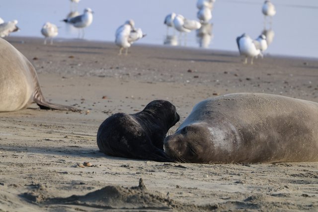 Elephant Seal Mother and Black Pup Resting on Beach