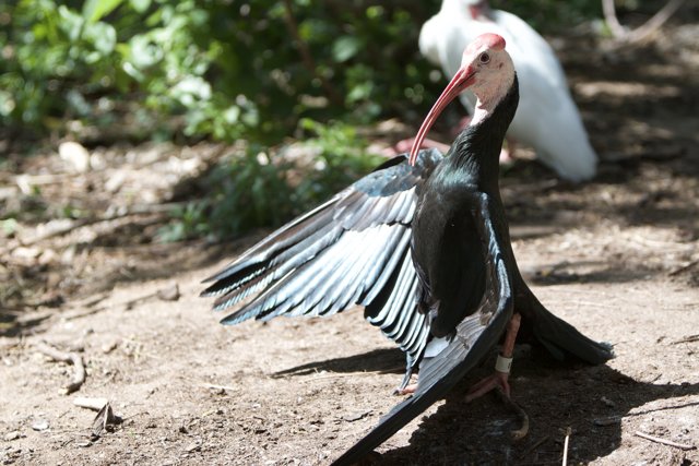 The Majestic Stork