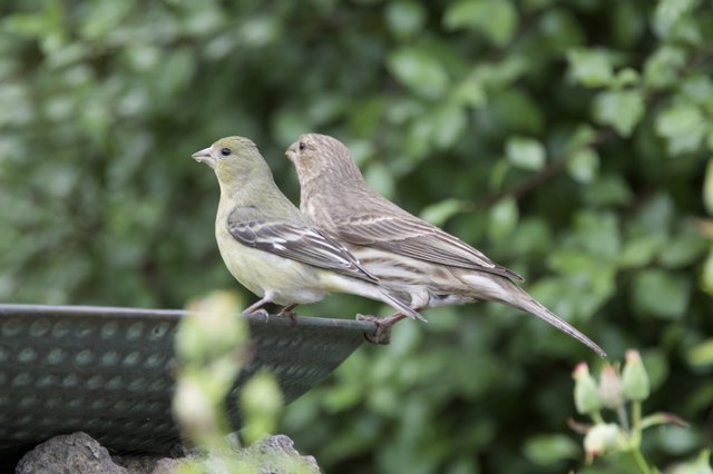 Two Finches Perched Together at Garden Bird Feeder