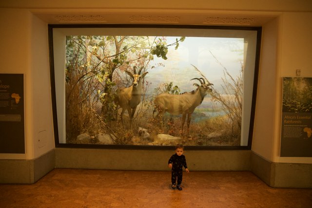 Embracing Artistry: Wesley's Encounter with Wildlife Painting