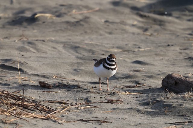 Killdeer Shorebird on Sandy Beach with Driftwood