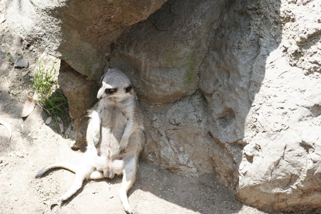 Rock-perching Meerkat
