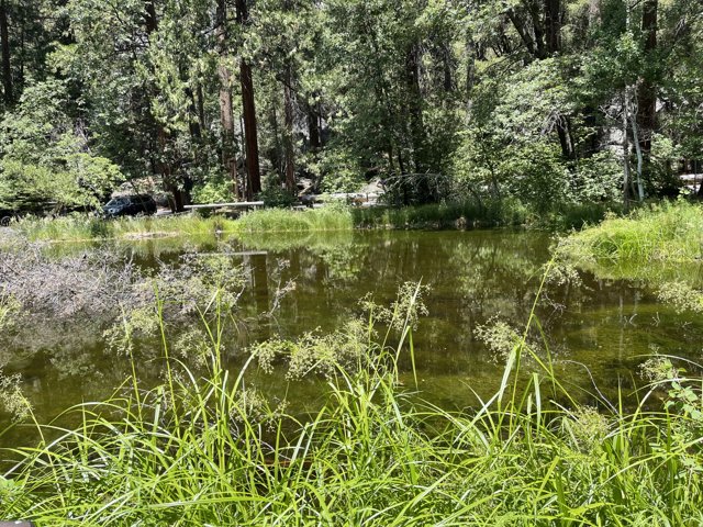 Serene Reflections in the Yosemite Woodlands