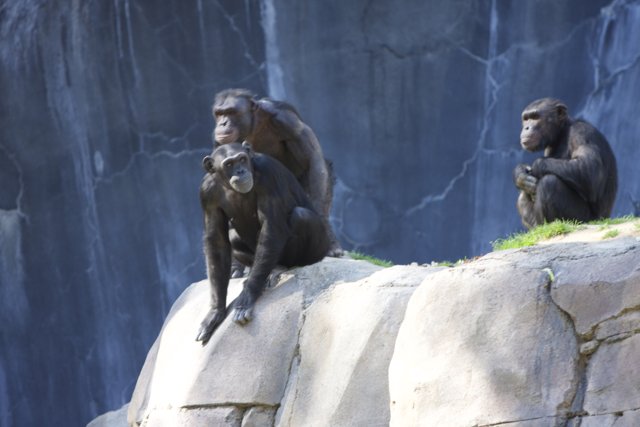 Three Chimpanzees Enjoying Their Habitat
