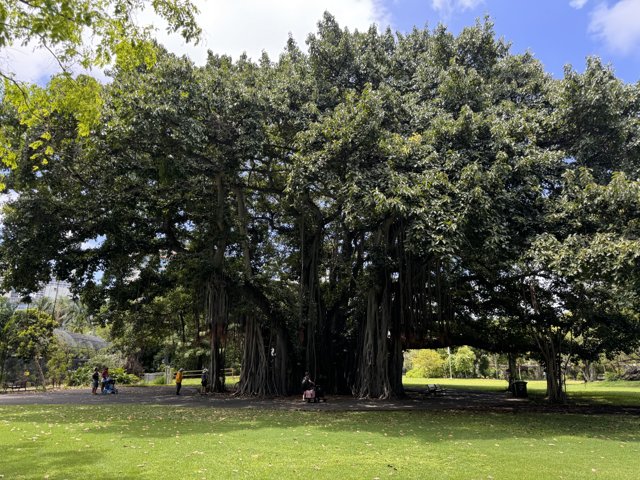 Serenity Under the Banyan: A Tranquil Afternoon at Honolulu Zoo