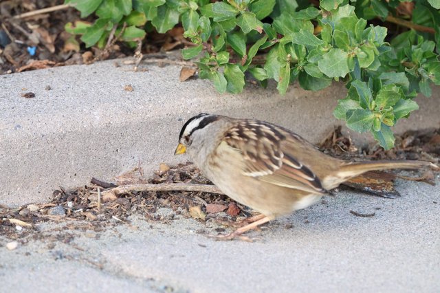 White-crowned Sparrow Foraging Near Coastal Vegetation