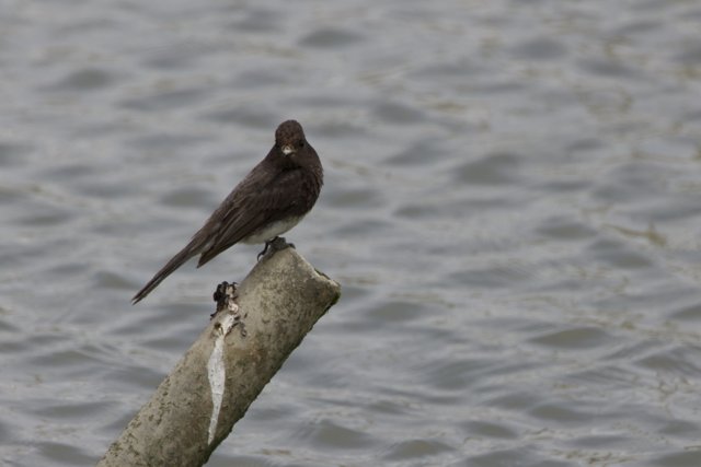 Blackbird's Solitude