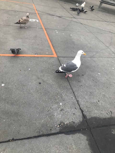 The Seagull on the Sidewalk