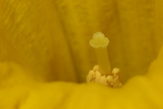 Up Close with Yellow Flower's Pollen