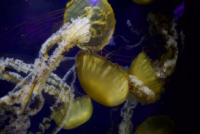 Dancing in the Deep Blue: Jellyfish at the Aquarium