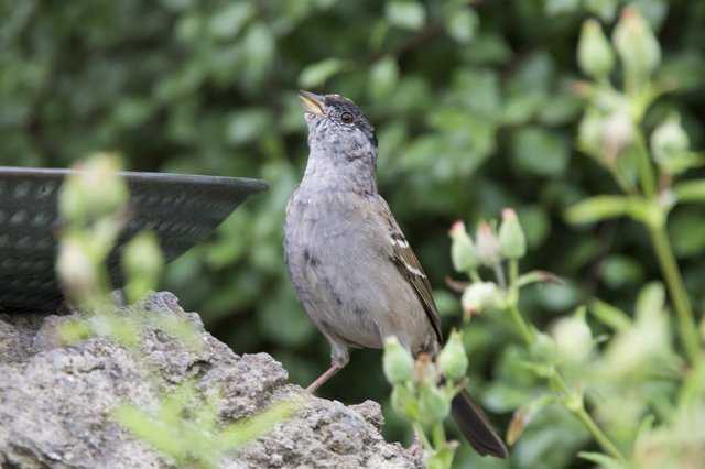 Gray Catbird Perched at Garden Birdbath