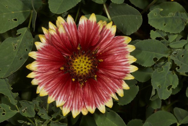 Red and Yellow Daisy in Full Bloom