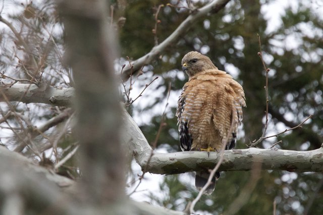 Red-Shouldered Hawk Perched in Winter Forest