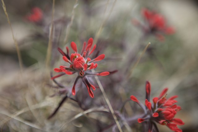 Red Geranium Blossoms