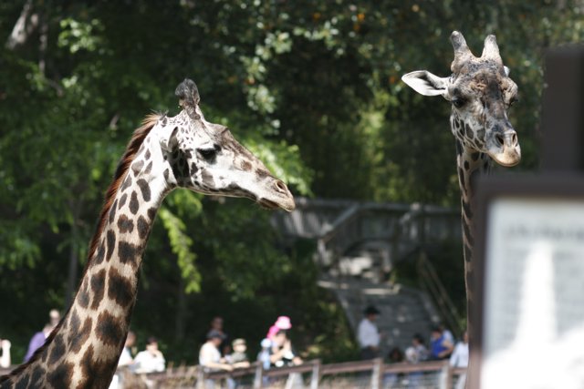 Two Majestic Giraffes at the Zoo