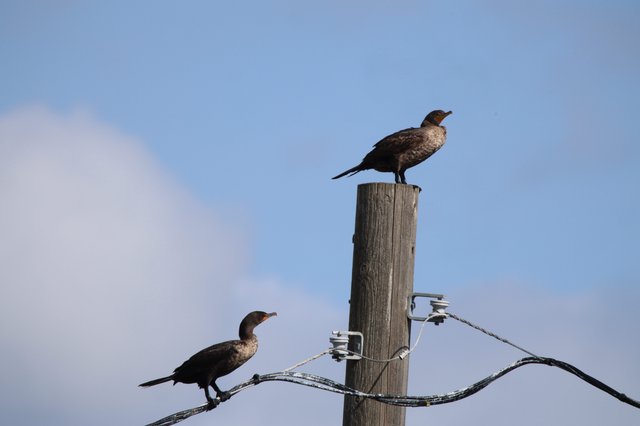 Double-Crested Cormorants Perched on Weathered Wooden Post