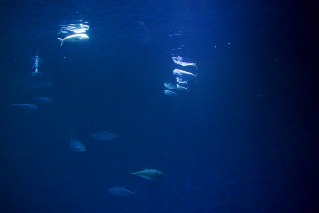 Harmony Under the Sea: Sea Life in Monterey Bay