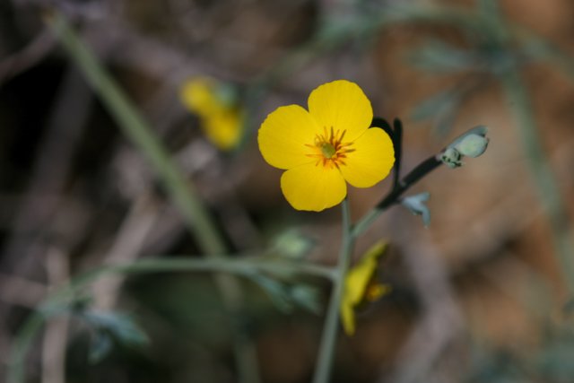 Lone Yellow Geranium in the Grass