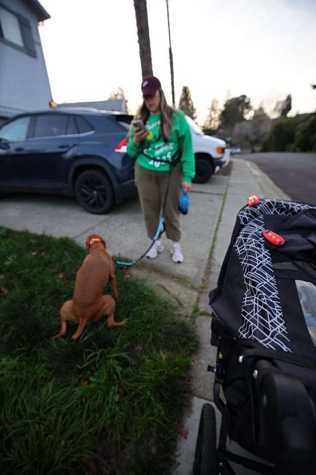 Evening Dog Walk with Stroller in Suburban Neighborhood