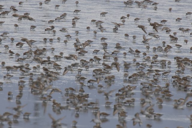 Dance of the Shorebirds
