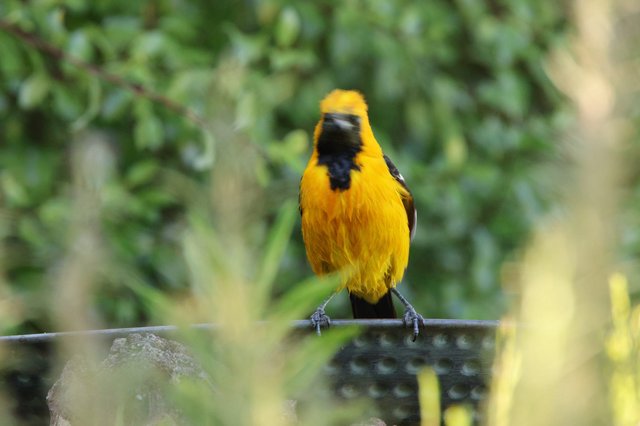 Vibrant Hooded Oriole Perched on Wire Fence