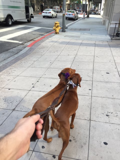 Two Canine Companions on a Stroll
