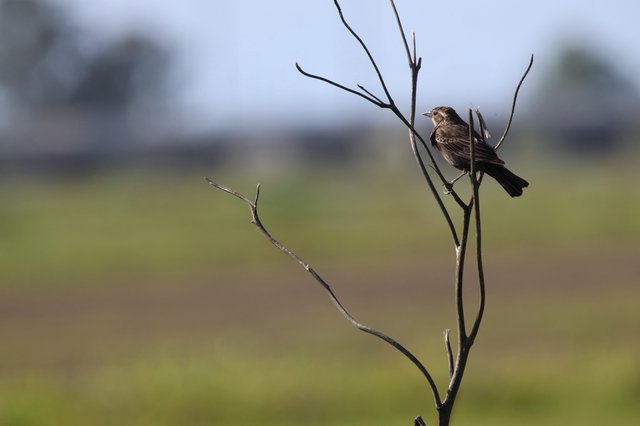 Solitary Bird Perched on Bare Branch in Wetlands