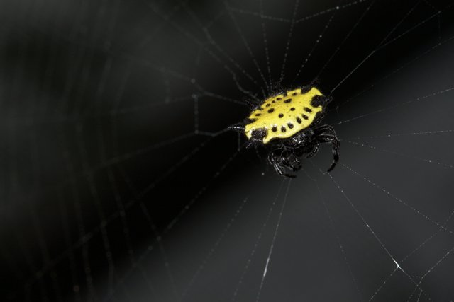 Sun-Kissed Garden Spider