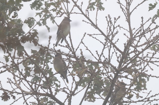 Cedar Waxwings Perched in Winter Tree Branches