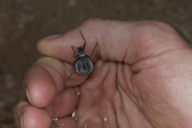 Tiny Insect on a Human Hand