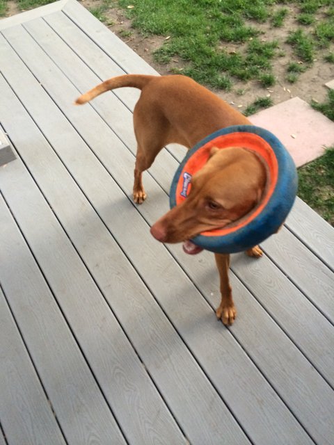 Happy Vizsla with Frisbee