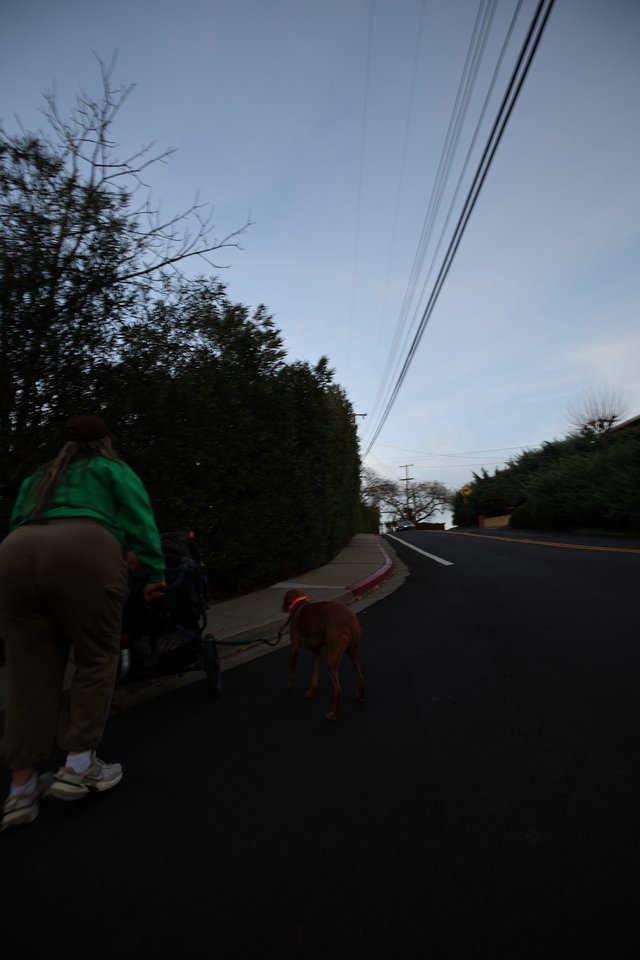 Evening Walk with Dog on Suburban Street