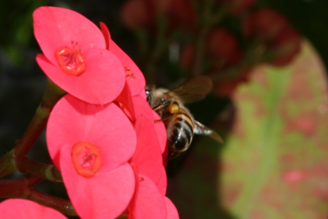 Bee Amongst the Red Begonia Petals