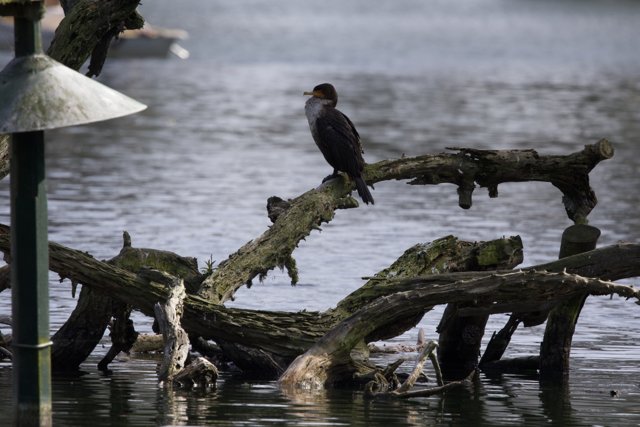 Serene Perch