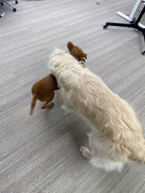 Playtime with Pup Pals