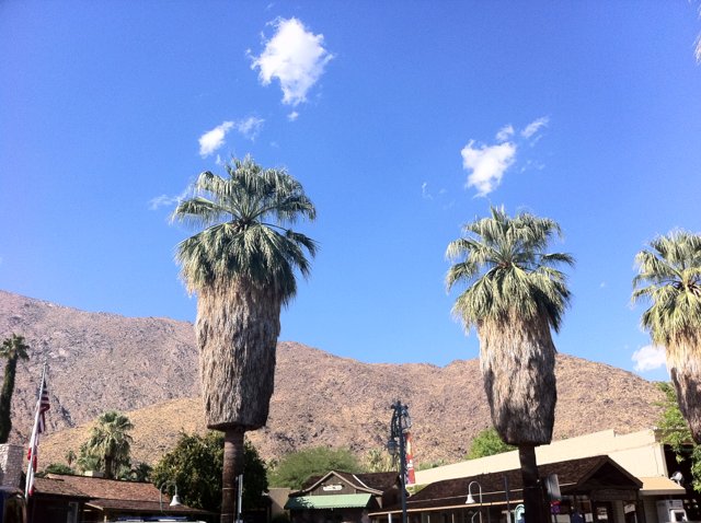 Towering Palms in Palm Springs