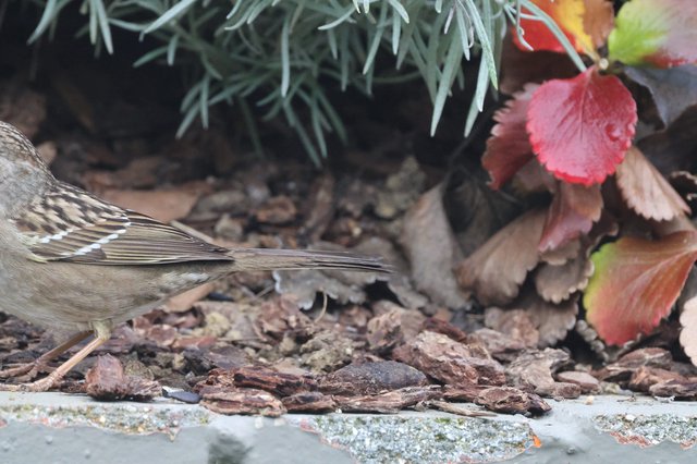 House Sparrow Foraging Among Autumn Leaves
