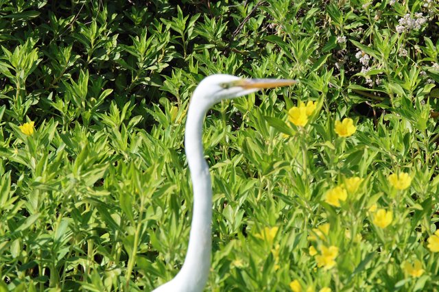Great Egret Standing Among Yellow Wildflowers in Wetland