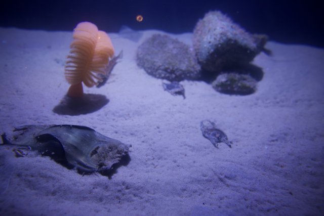 Life Beneath: A Glimpse at Monterey Bay's Underwater World