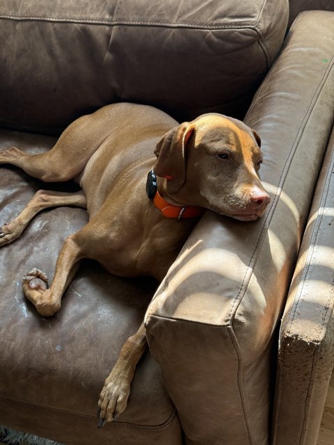 Lazy Morning Sunbeam