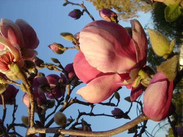 Pink Flower on Tree